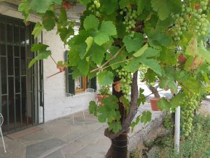 grape-tree-skrywershuisie